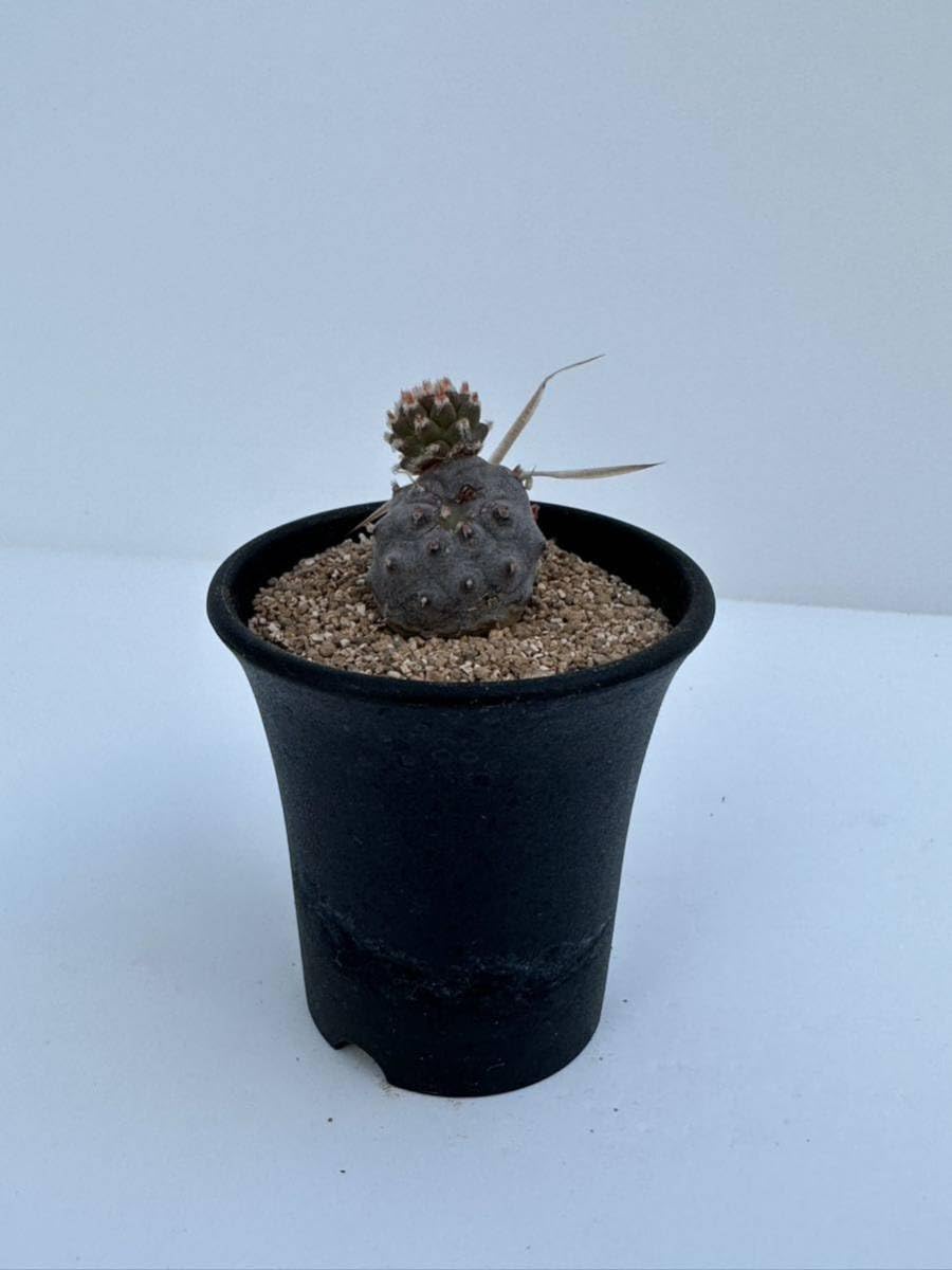 テフロカクタス(一部オプンチアとか)実生苗セット　ラベルつき　速達 テフロカクタス(一部オプンチアとか)実生苗セット ラベルつき